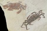 Two Miocene Pea Crab (Pinnixa) Fossils - California #177016-1